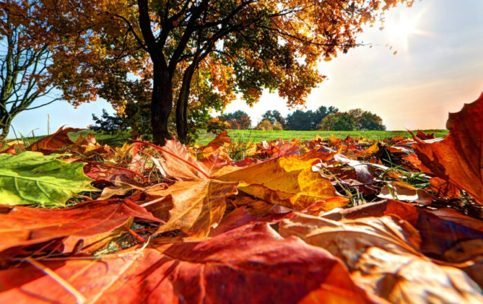 Autunno nella Campagna Veneta